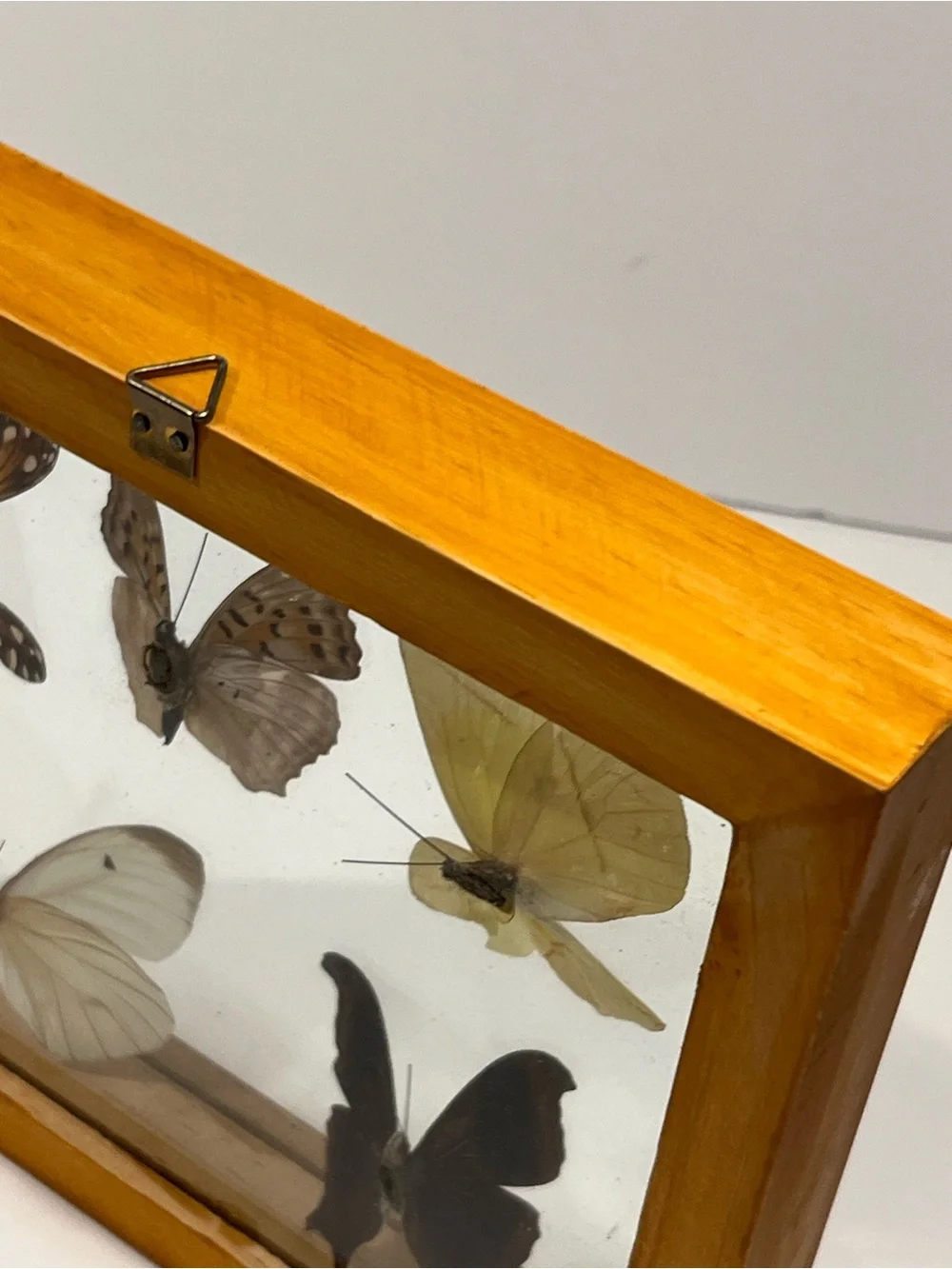 Rare 5 Real Butterflies in Wooden Box Between Glasses Wall Hanging 7.75”-6.75”